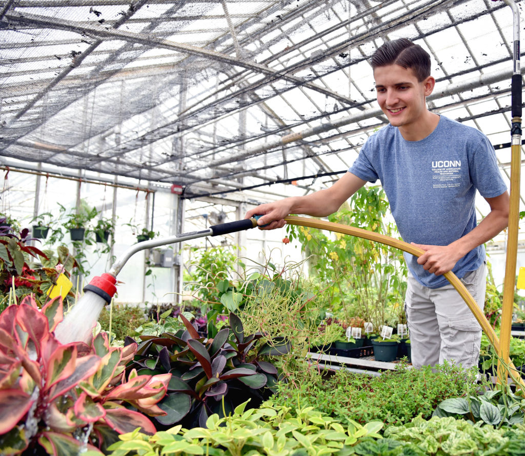 UConn Undergraduate Student watering plant farm