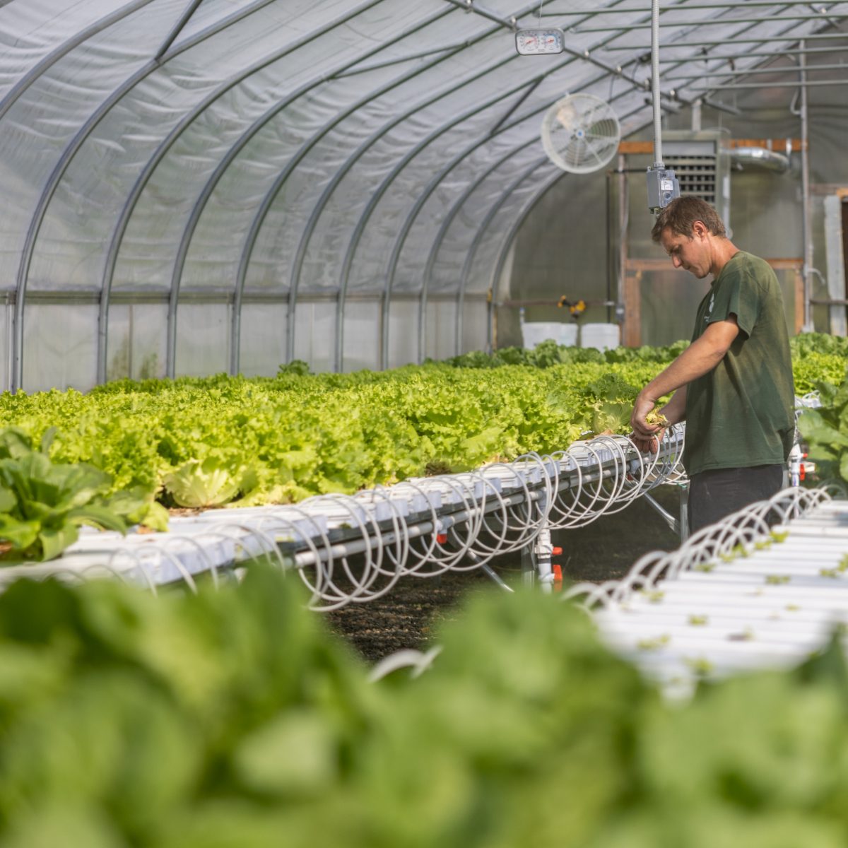 The Mashuntucket Pequot Tribal Nation (MPTN) collaborates with UConn Extension to enhance agricultural production, food security, and the health of tribal community members by supporting agricultural operations at Meechooôk Farm in North Stonington